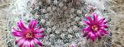 Old Lady Cactus Mammillaria Hahniana