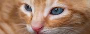 Orange Blue Eyes Cat Growing Up