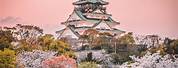 Osaka Castle Cherry Blossom Viewing