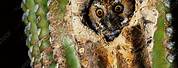 Owl Nest From a Dead Cactus