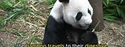 Panda Consumer Digestive