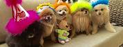 Party Pomeranian Puppies