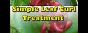 Peach Leaf Curl Spray Products