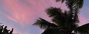 Pink Palm Tree Aesthetic