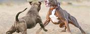 Pit Bull Dog Fighting