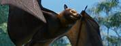 Planet Zoo Spectacled Flying Fox