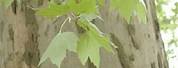 Platanus Acerifolia Tige