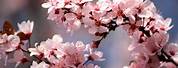 Plum Blossom Flower