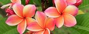 Plumeria Flower Colors