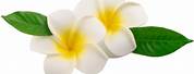 Plumeria Obtusa Clip Art