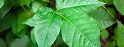 Poison Ivy Leaf Pic