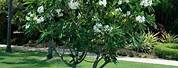 Pokok Bunga Plumeria Obtusa