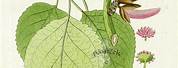 Populus Balsamifera Botanical Illustration