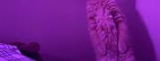 Purple Aesthetic Wallpaper for PC Cat