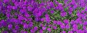 Purple Ground Cover Flowers Perennial