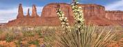 Purple Plants in Monument Valley AZ