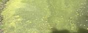 Ragweed Pollen Pond Scum