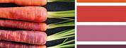 Rainbow Carrots Color Palette