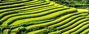 Rice Paddy Terraces Vietnam