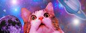 Sad Cat Desktop Wallpaper Meme
