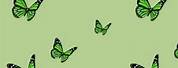Sage Green Butterfly Blank Background