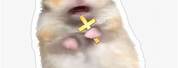 Scared Hamster Meme Cross