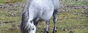 Shaggy Grey Pony