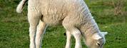 Sheep On Grass