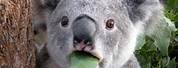 Shocked Koala Me Moji