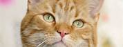 Short Hair Orange Cat with Blue Eyes