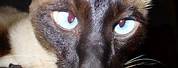 Siamese Cat Crossed Eyes