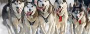 Siberian Husky Sled Dog Team