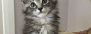 Silver Tabby Maine Coon Kittens