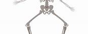 Skeleton Arms and Legs Cartoon