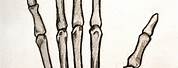 Skeleton Hand Drawing