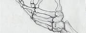 Skeleton Hand Drawing Side View