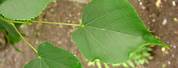Small Leaf Tilia