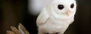 Smallest Albino Owl