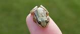 Smallest North American Frog