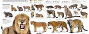 Smallest to Biggest Animals Chart