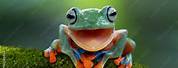 Smiling Frog Closed Mouth