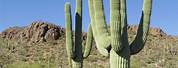 Sonoran Desert Cactus