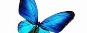 Stock Images Free Commercial Use Butterfly On Blue Flower