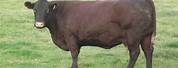 Sussex Cattle Animal