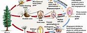 The Life Cycle of Giant Sequoia Tree