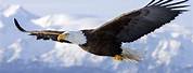 The North American Bald Eagle Flying