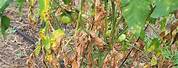 Tomato Plant Diseases and Insect Damage Picture Identification