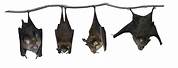Upside Down Bat with White Background
