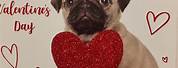 Valentine's Day Funny Pug
