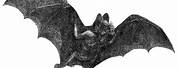 Vampire Bat Clip Art Vintage